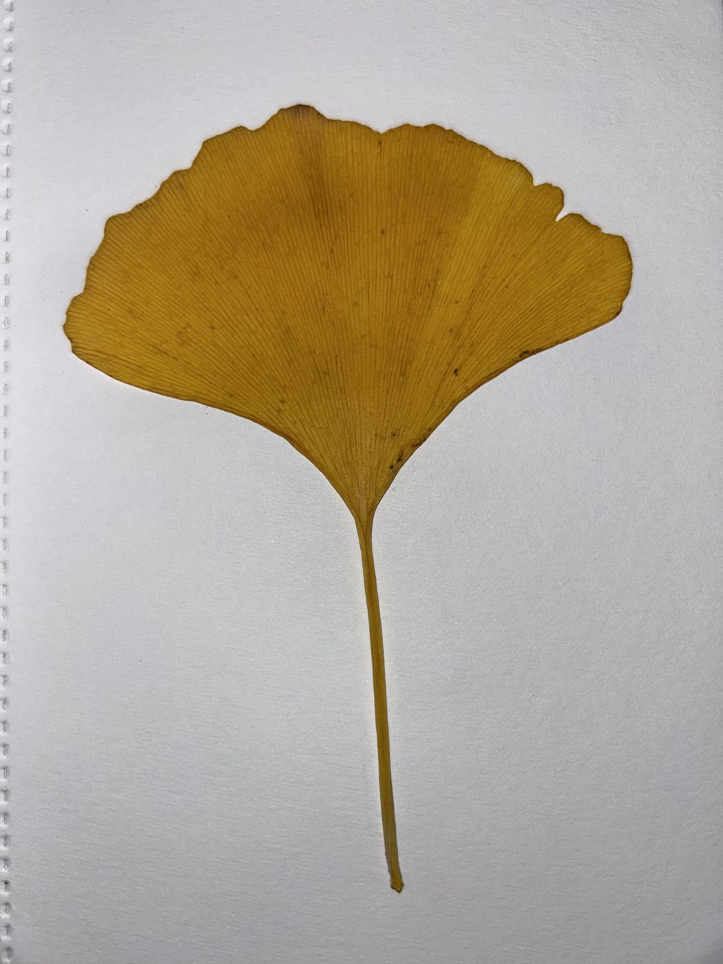 Photographed ginkgo leaf used as sketch input