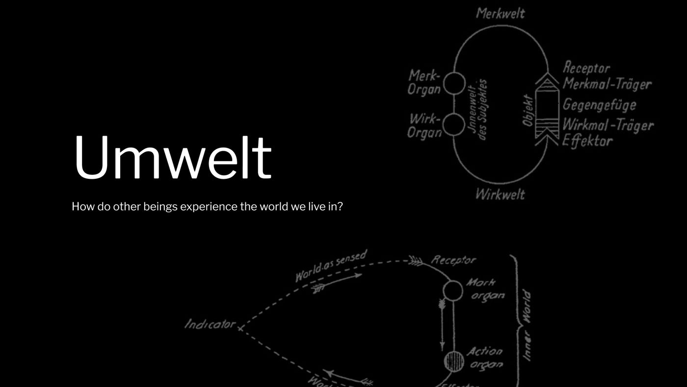 Umwelt title slide — how do other beings experience the world?